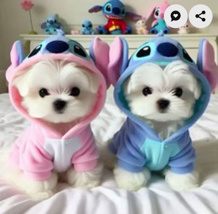 Online pet shop 92929